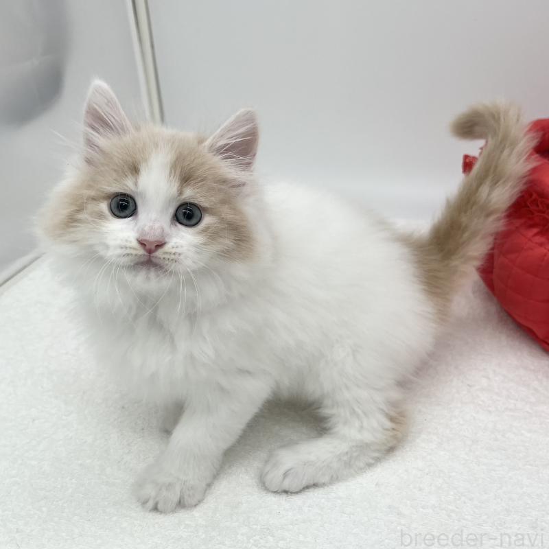 販売中の愛知県のラガマフィン-139414