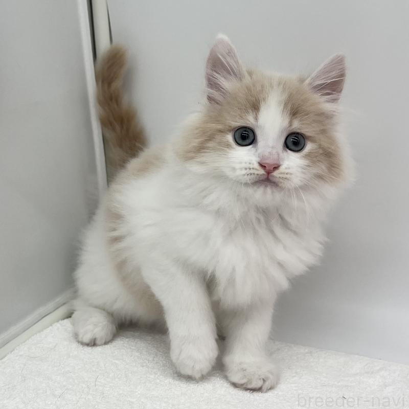 販売中の愛知県のラガマフィン-139414の5枚目