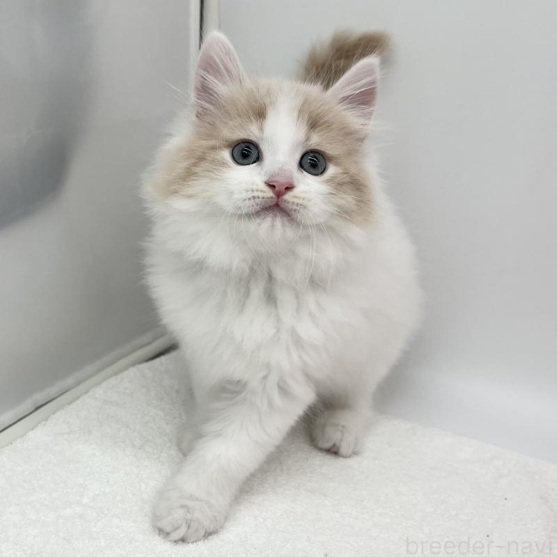 販売中の愛知県のラガマフィン-139414の4枚目