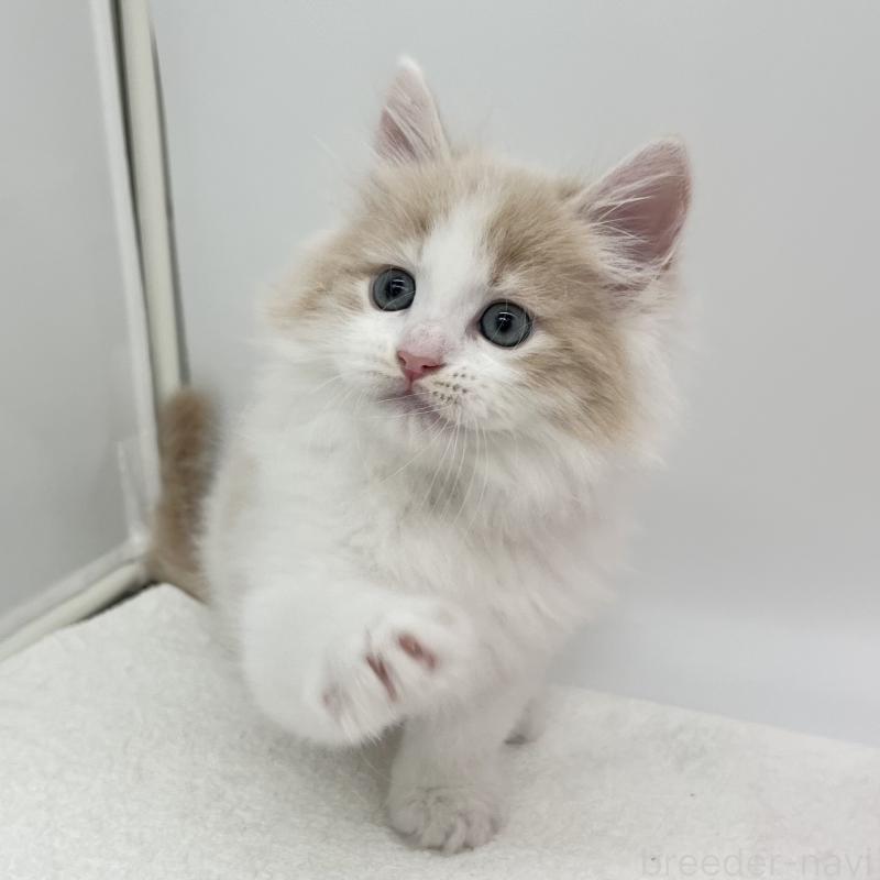 販売中の愛知県のラガマフィン-139414の3枚目