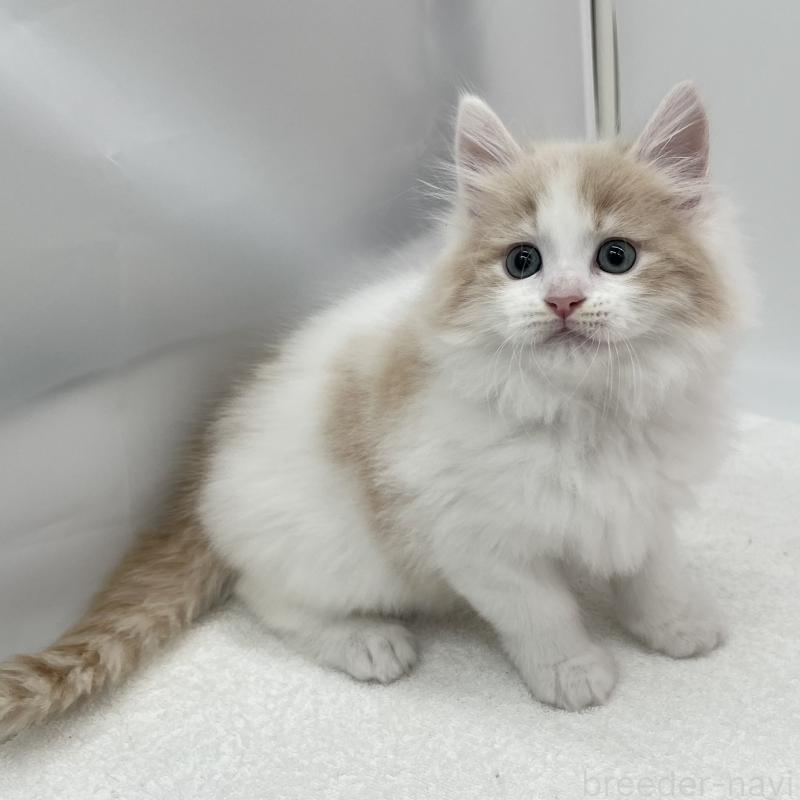 販売中の愛知県のラガマフィン-139414の2枚目