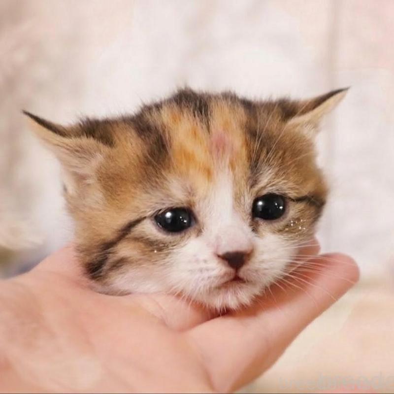 販売中の埼玉県のスコティッシュフォールド-139415の9枚目