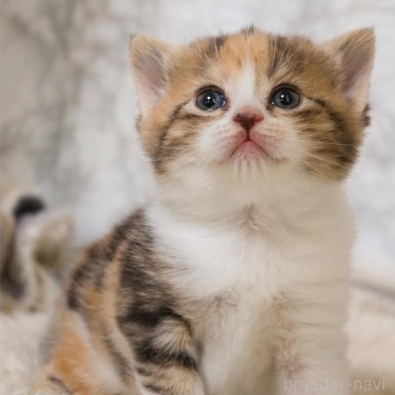 販売中の埼玉県のスコティッシュフォールド-139415の8枚目