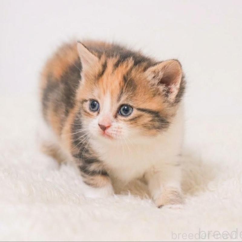 販売中の埼玉県のスコティッシュフォールド-139415の7枚目