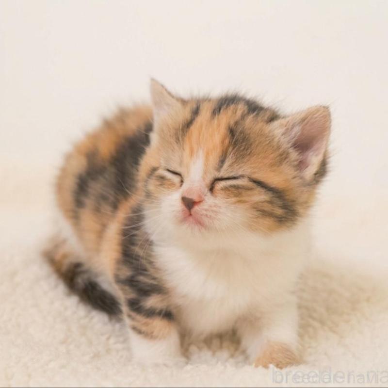 販売中の埼玉県のスコティッシュフォールド-139415の6枚目