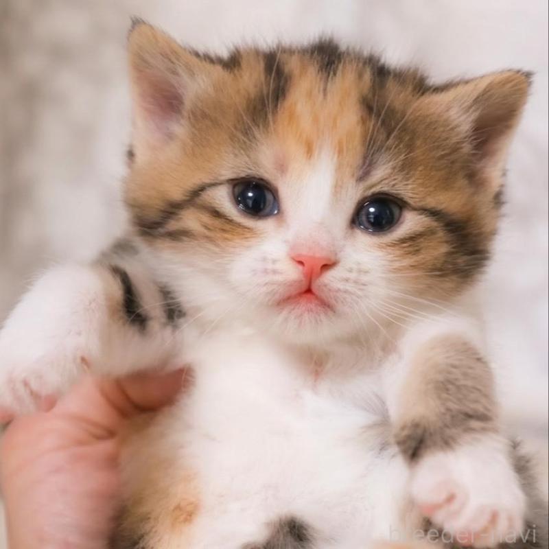 販売中の埼玉県のスコティッシュフォールド-139415の1枚目