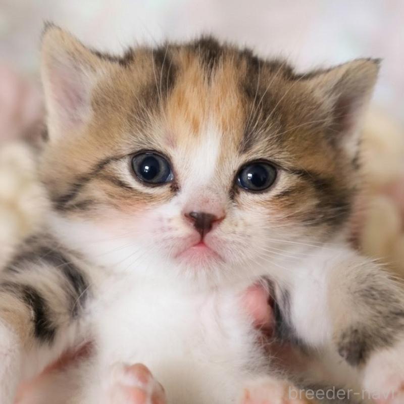 販売中の埼玉県のスコティッシュフォールド-139415の5枚目