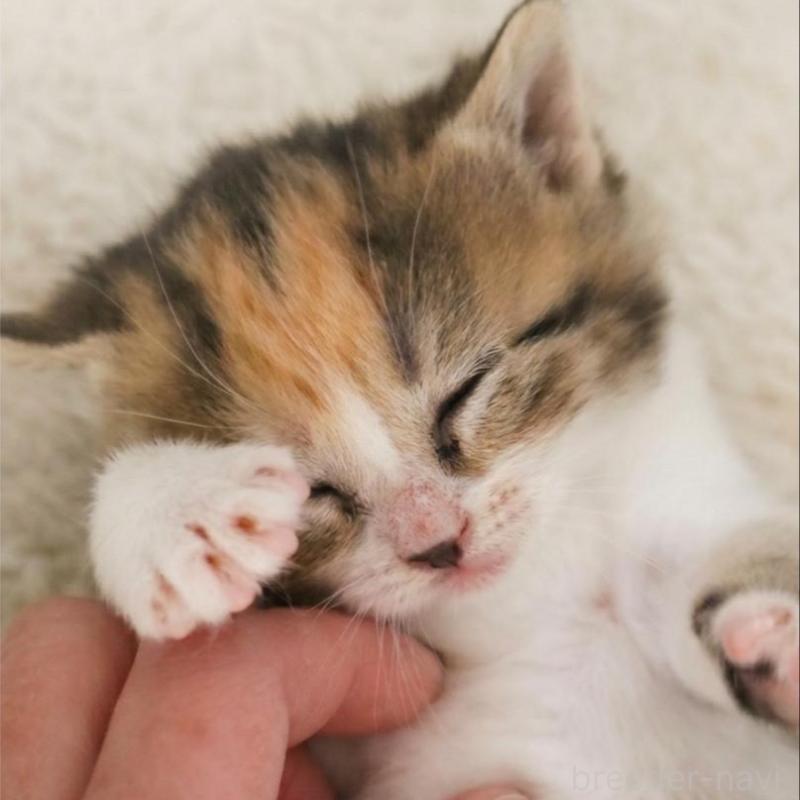 販売中の埼玉県のスコティッシュフォールド-139415の4枚目