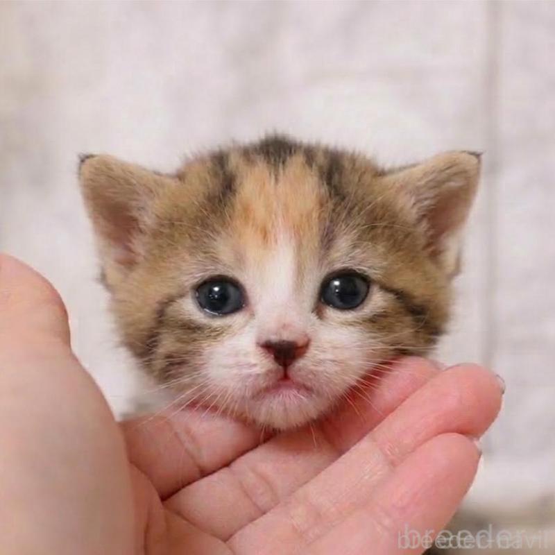 販売中の埼玉県のスコティッシュフォールド-139415の3枚目