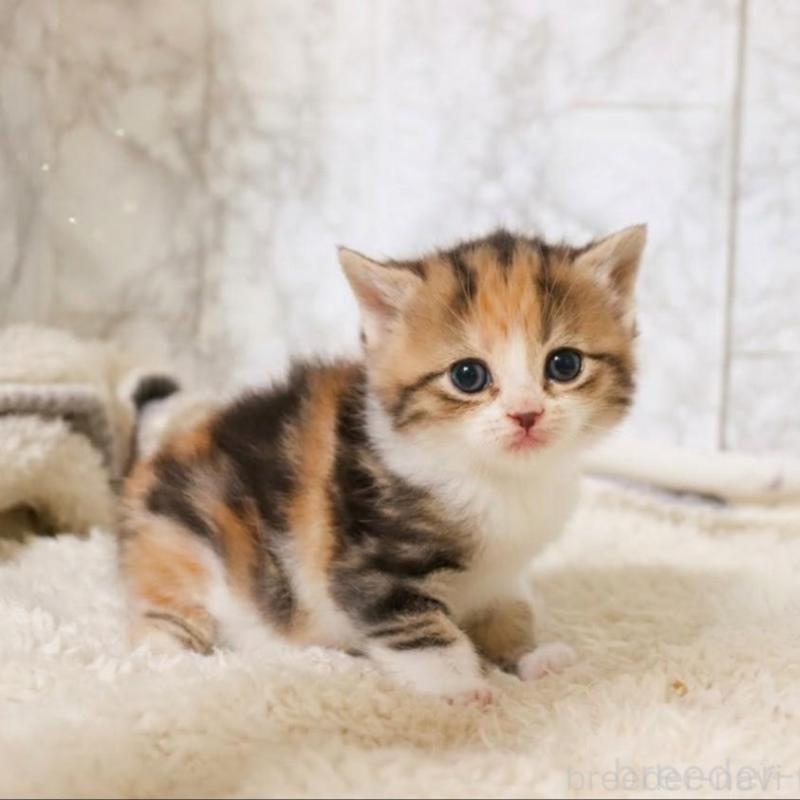 販売中の埼玉県のスコティッシュフォールド-139415の2枚目