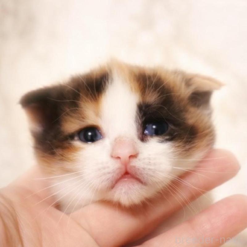 販売中の埼玉県のスコティッシュフォールド-139416の1枚目