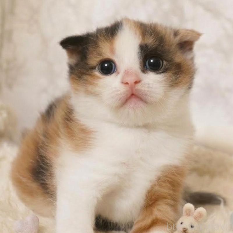 販売中の埼玉県のスコティッシュフォールド-139416の4枚目