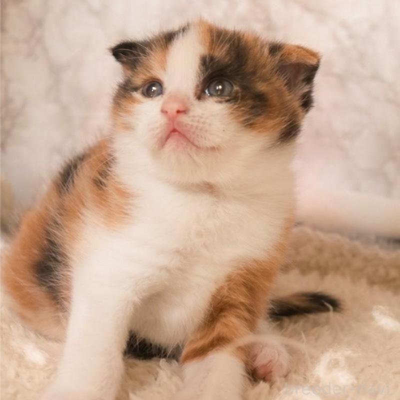 販売中の埼玉県のスコティッシュフォールド-139416の3枚目