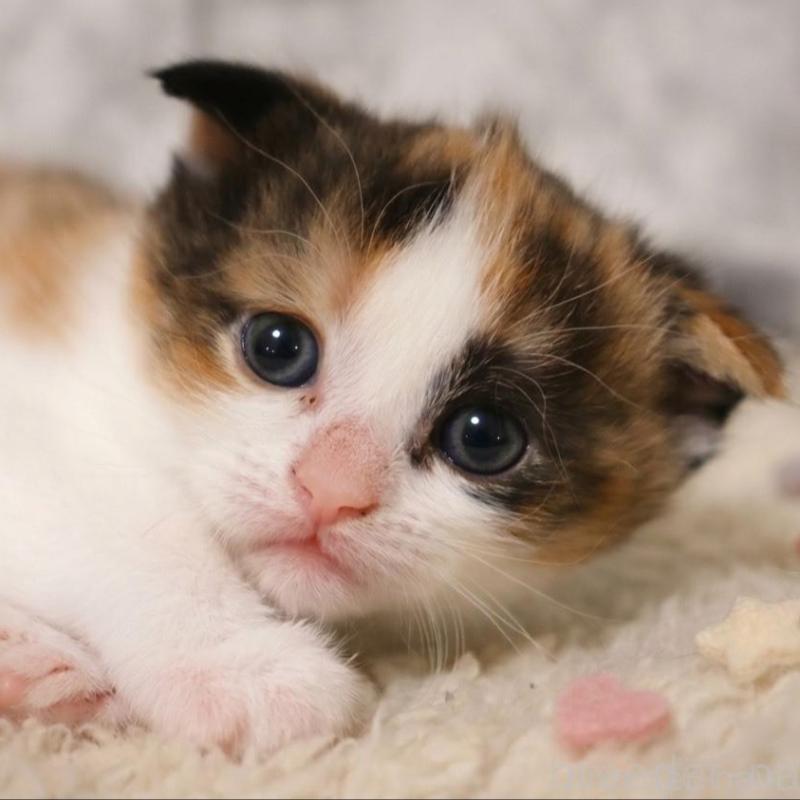 販売中の埼玉県のスコティッシュフォールド-139416