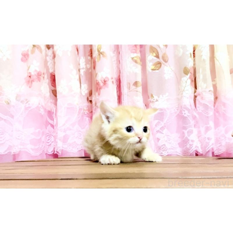 販売中の北海道のマンチカン-139417の3枚目