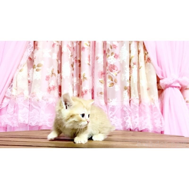 販売中の北海道のマンチカン-139417の2枚目