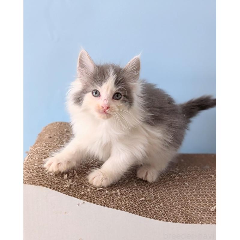 販売中の愛知県のノルウェージャンフォレストキャット-139023の3枚目