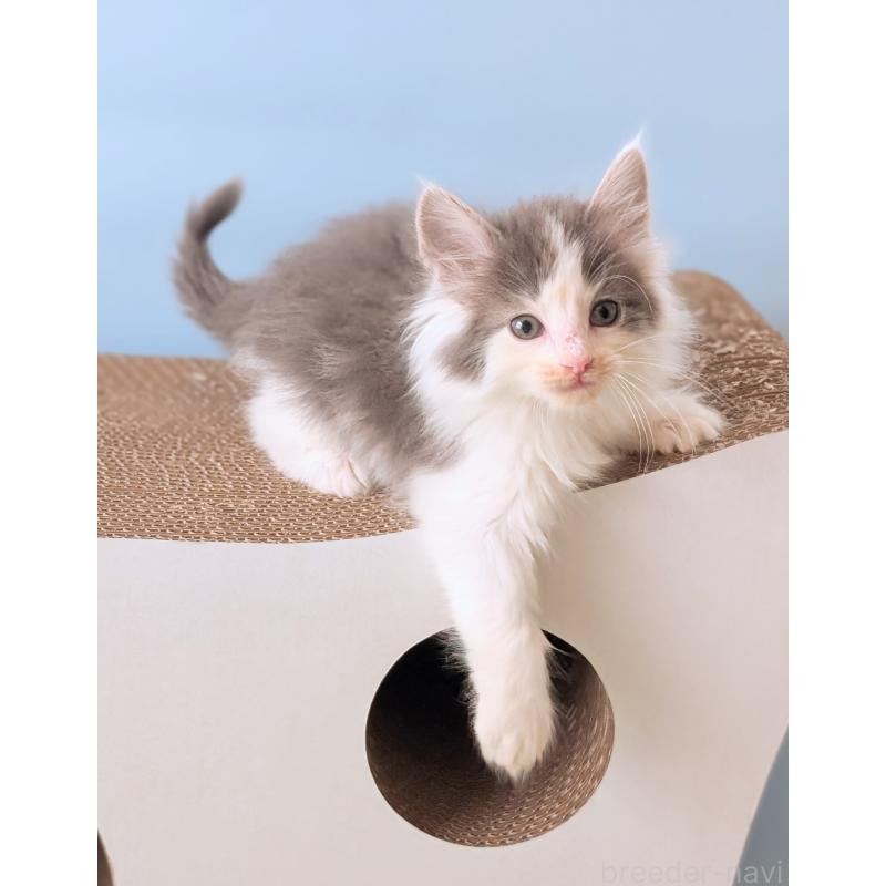 販売中の愛知県のノルウェージャンフォレストキャット-139023の2枚目