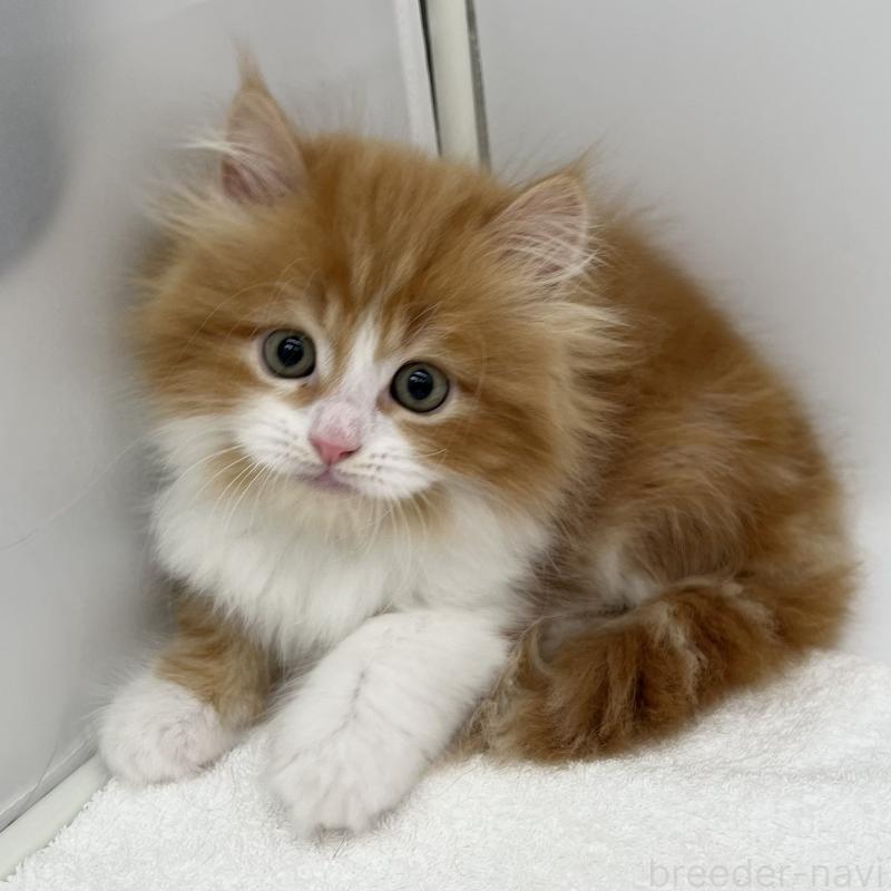 販売中の愛知県のラガマフィン-139418