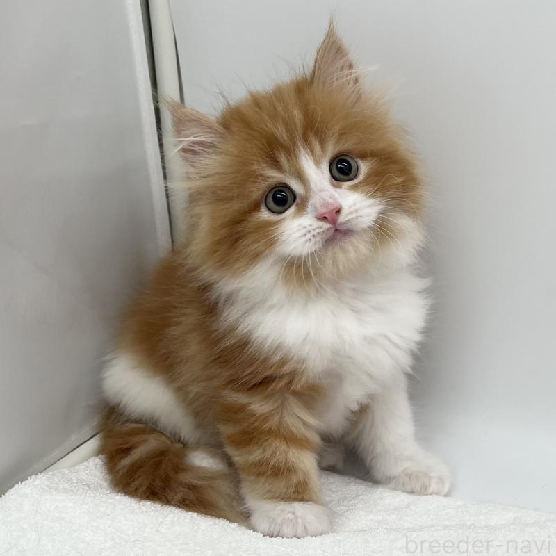 販売中の愛知県のラガマフィン-139418の5枚目