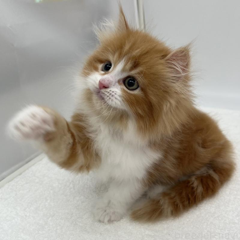 販売中の愛知県のラガマフィン-139418の4枚目