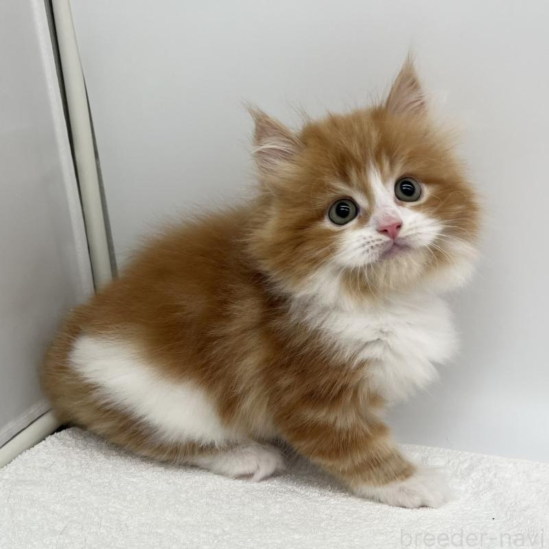 販売中の愛知県のラガマフィン-139418の3枚目