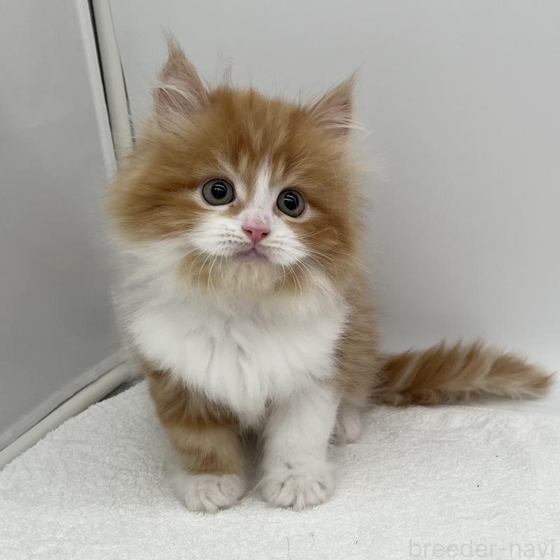 販売中の愛知県のラガマフィン-139418の2枚目