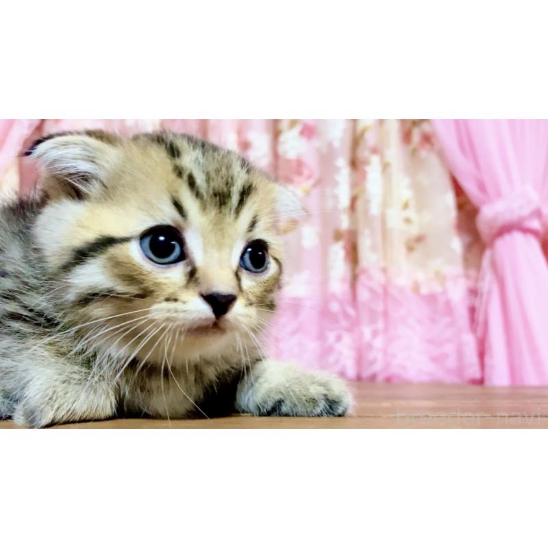 販売中の北海道のマンチカン-139419の3枚目