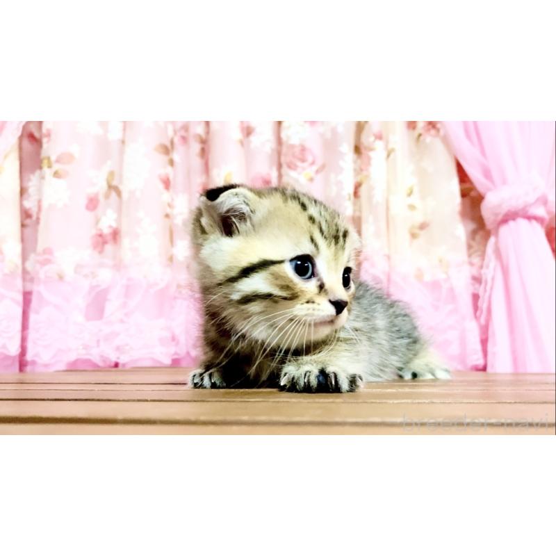 販売中の北海道のマンチカン-139419の2枚目