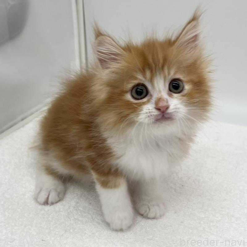 販売中の愛知県のラガマフィン-139420