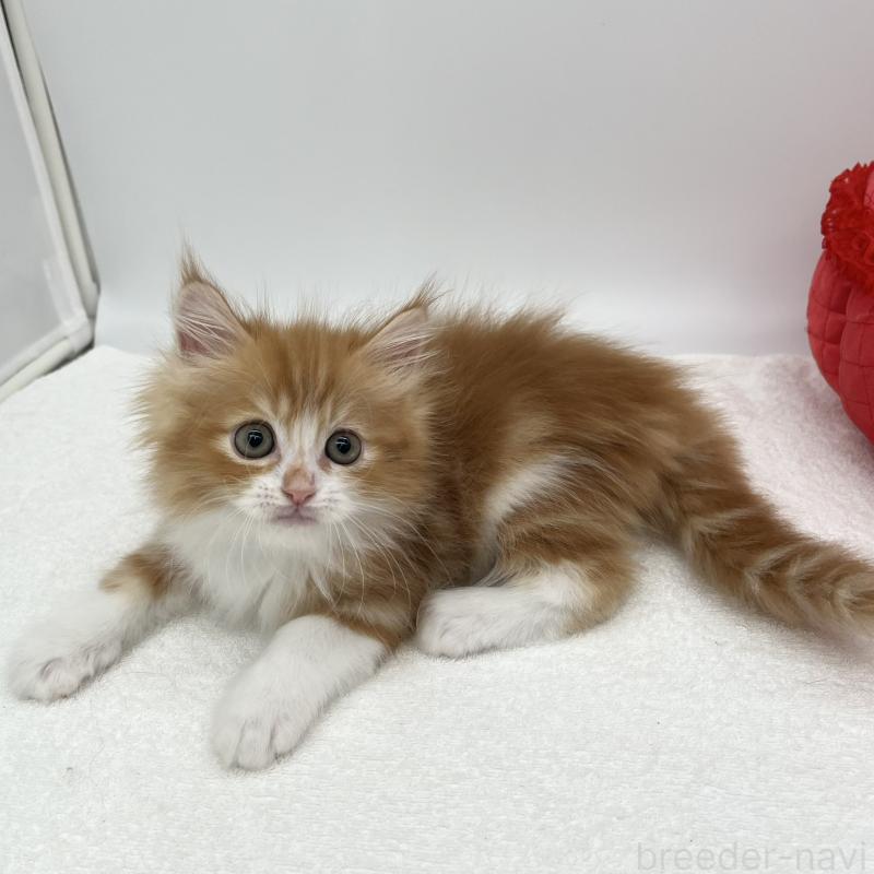 販売中の愛知県のラガマフィン-139420の4枚目