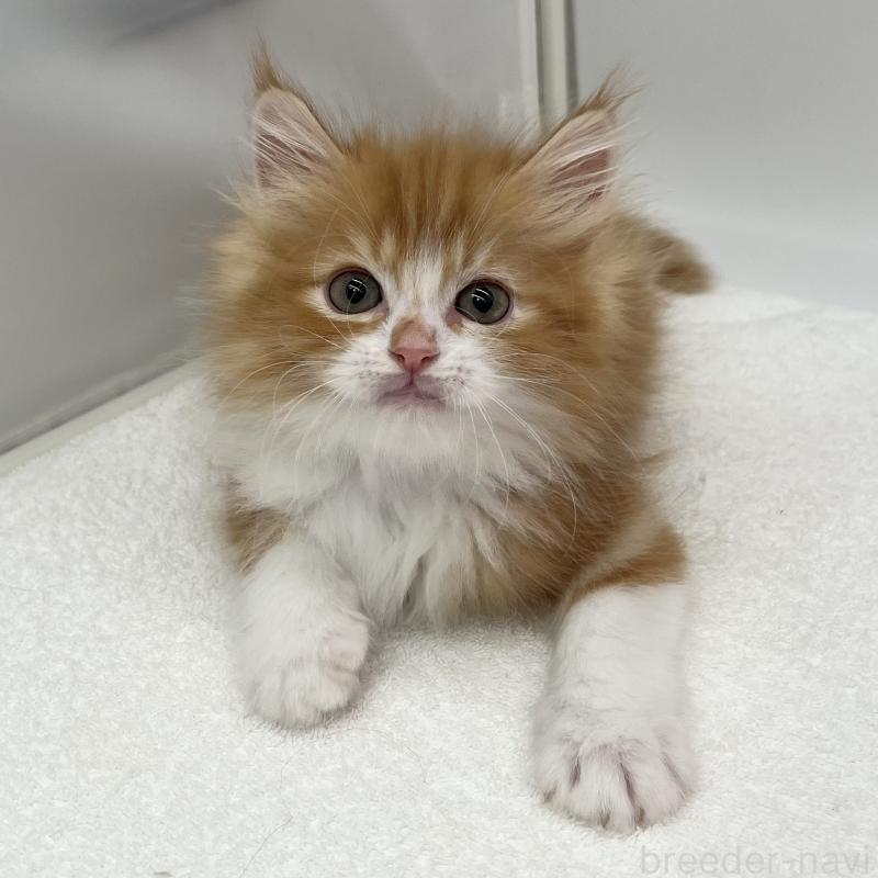 販売中の愛知県のラガマフィン-139420の3枚目