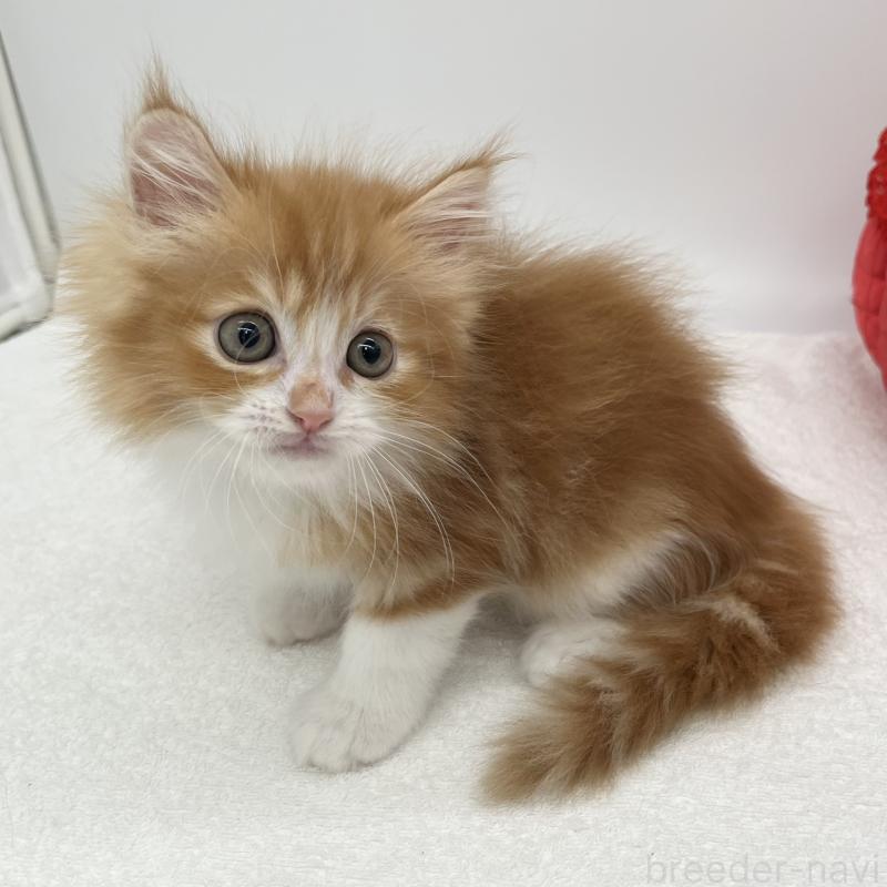 販売中の愛知県のラガマフィン-139420の2枚目