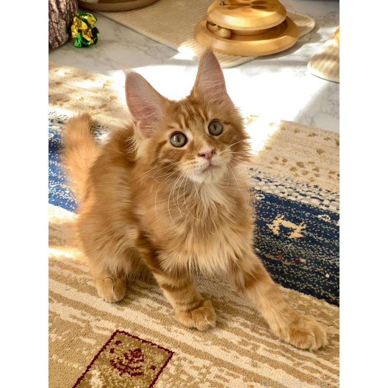 販売中の栃木県のメインクーン-136894の6枚目