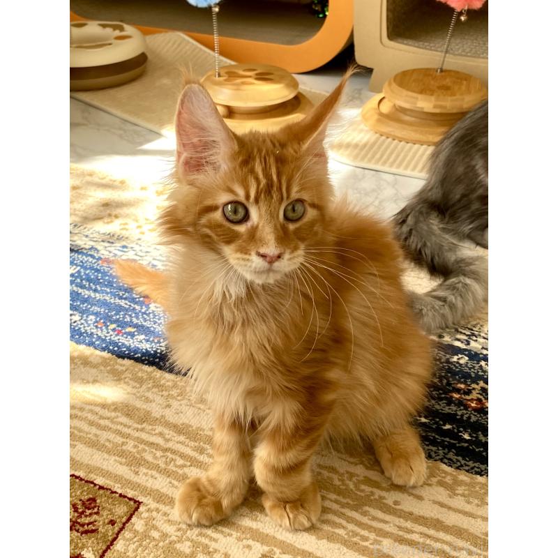 販売中の栃木県のメインクーン-136894の5枚目