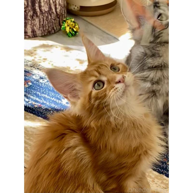 販売中の栃木県のメインクーン-136894の4枚目