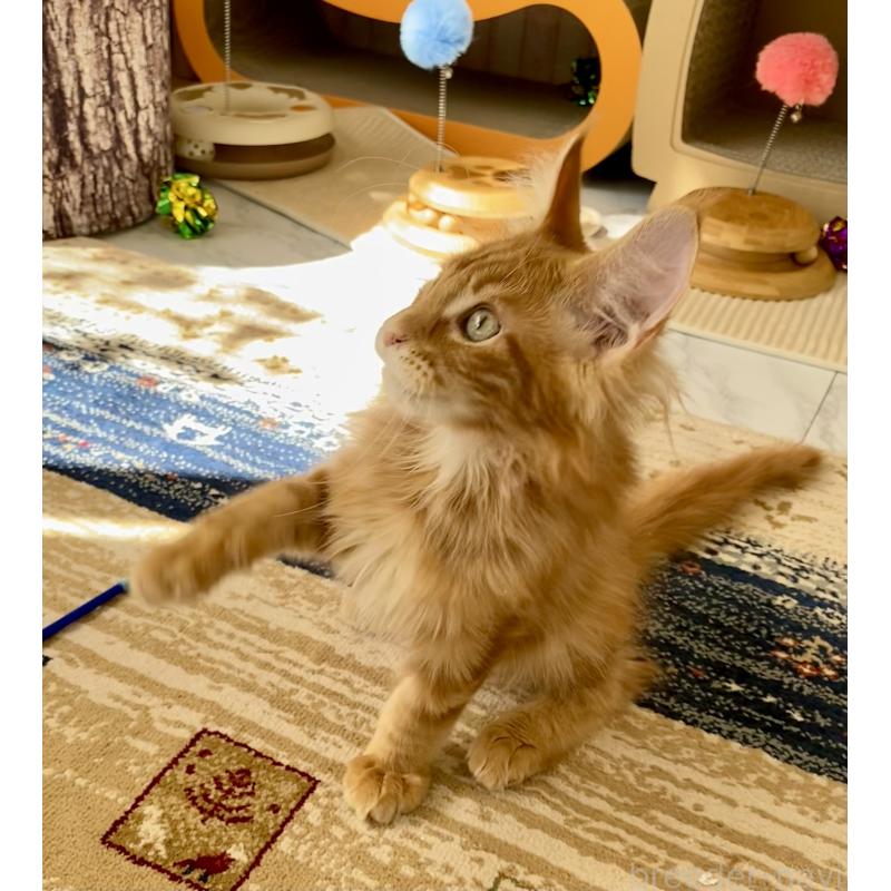 販売中の栃木県のメインクーン-136894の3枚目