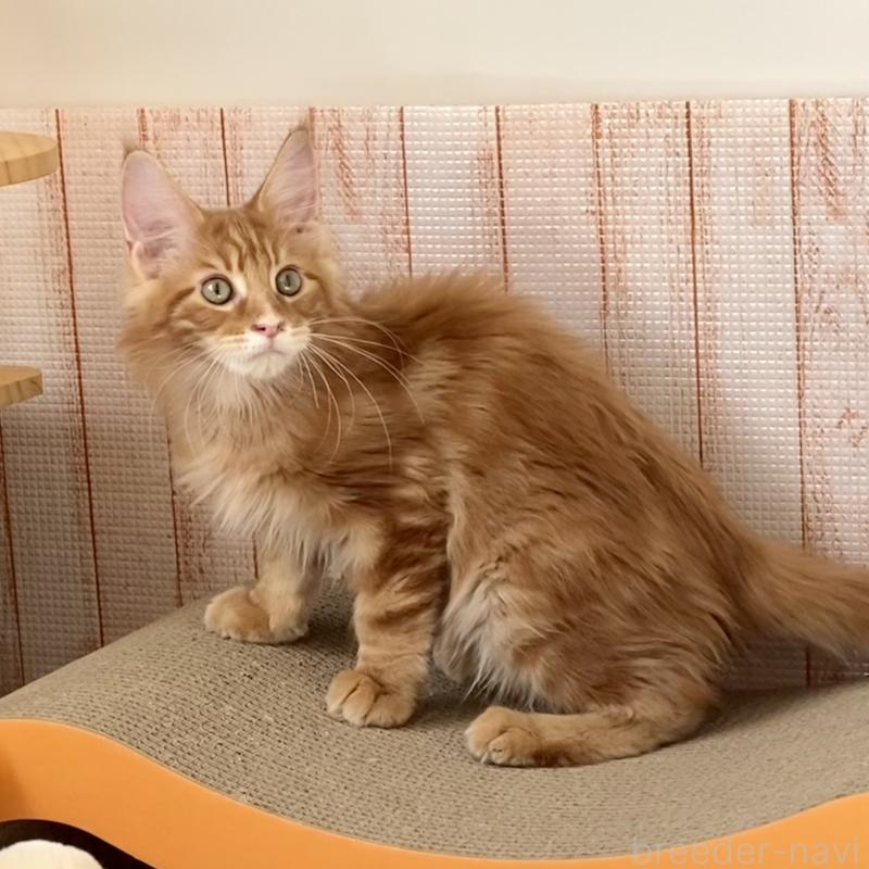 販売中の栃木県のメインクーン-136894の2枚目