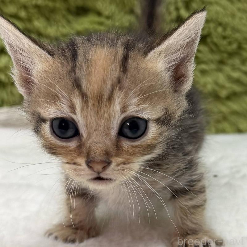 販売中の愛知県のマンチカン-139421の1枚目