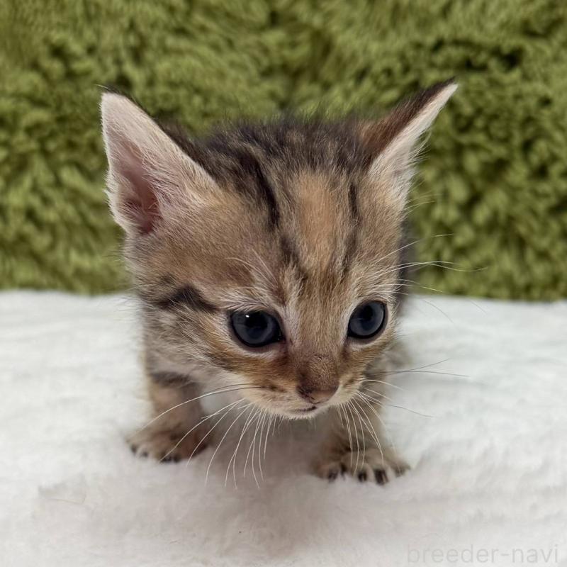 販売中の愛知県のマンチカン-139421の2枚目