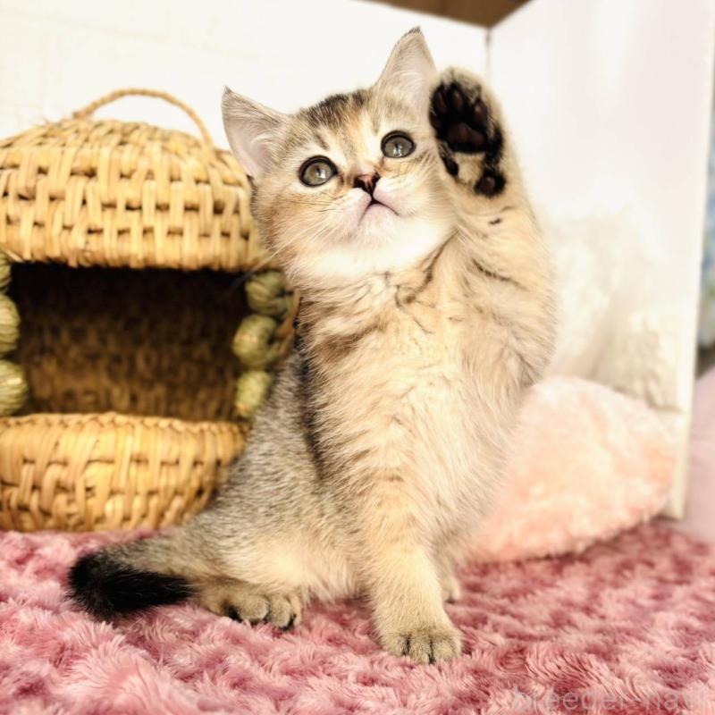 販売中の千葉県のブリティッシュショートヘア-139422の7枚目