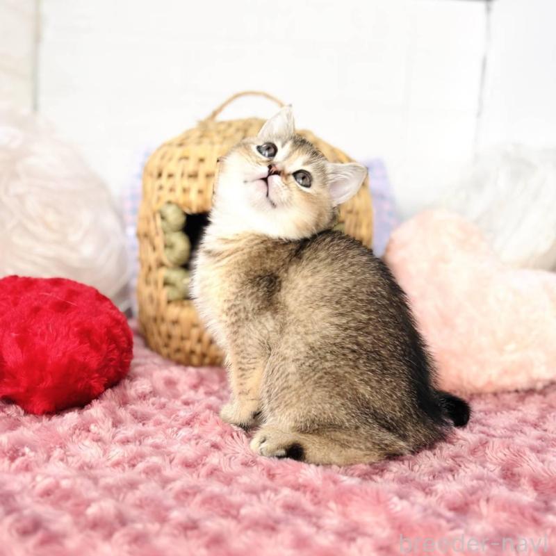 販売中の千葉県のブリティッシュショートヘア-139422の6枚目