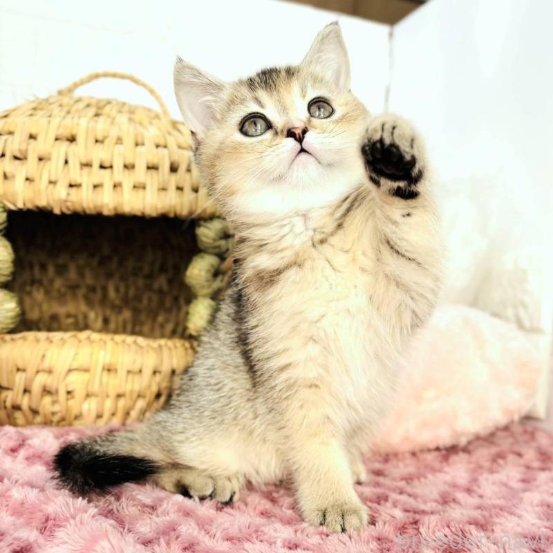 販売中の千葉県のブリティッシュショートヘア-139422の5枚目