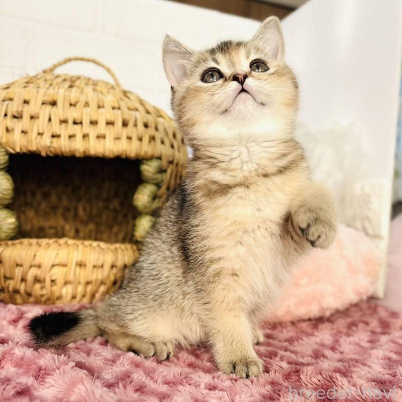 販売中の千葉県のブリティッシュショートヘア-139422の4枚目