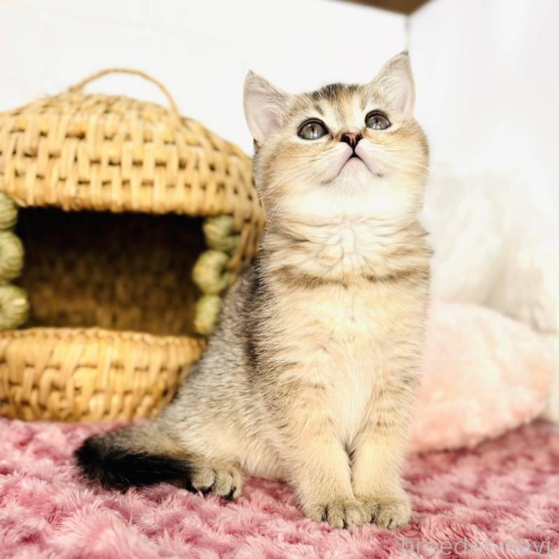 販売中の千葉県のブリティッシュショートヘア-139422の3枚目