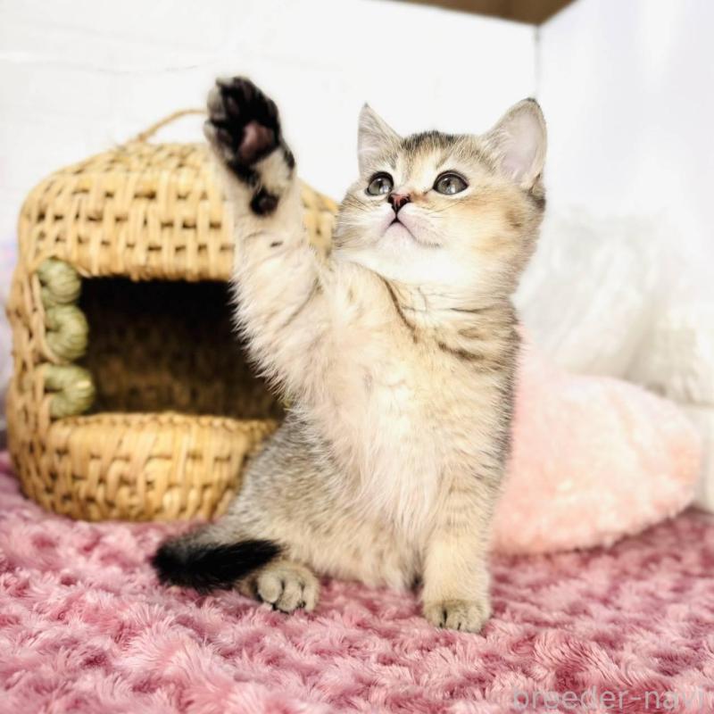 販売中の千葉県のブリティッシュショートヘア-139422の2枚目