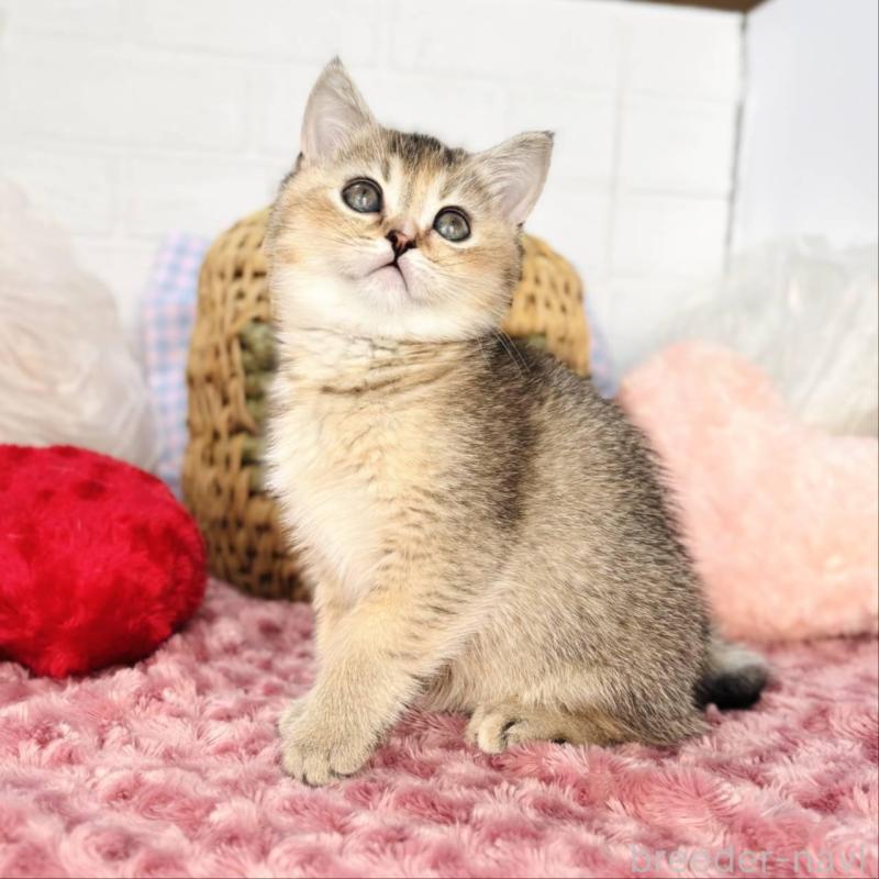 販売中ののブリティッシュショートヘア-139422