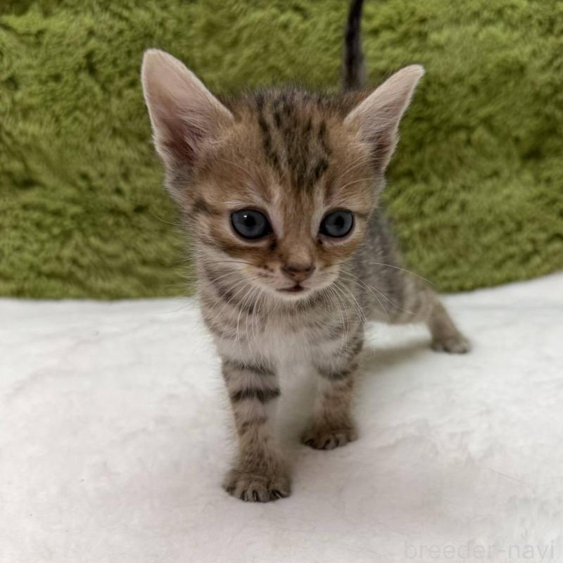 販売中の愛知県のマンチカン-139423の2枚目