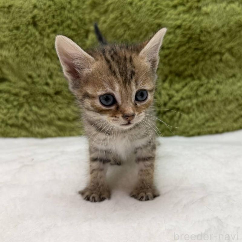 販売中の愛知県のマンチカン-139423の1枚目