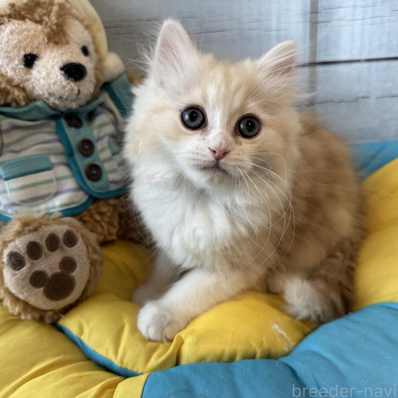 販売中の千葉県のミヌエット-137140